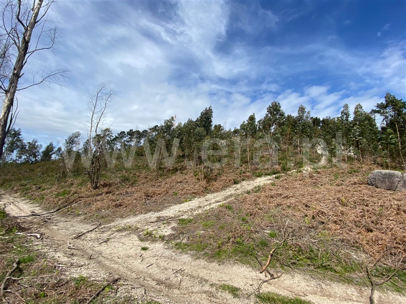Terreno Rústico  Fafe, Silvares (São Martinho) - 1397879 - 5