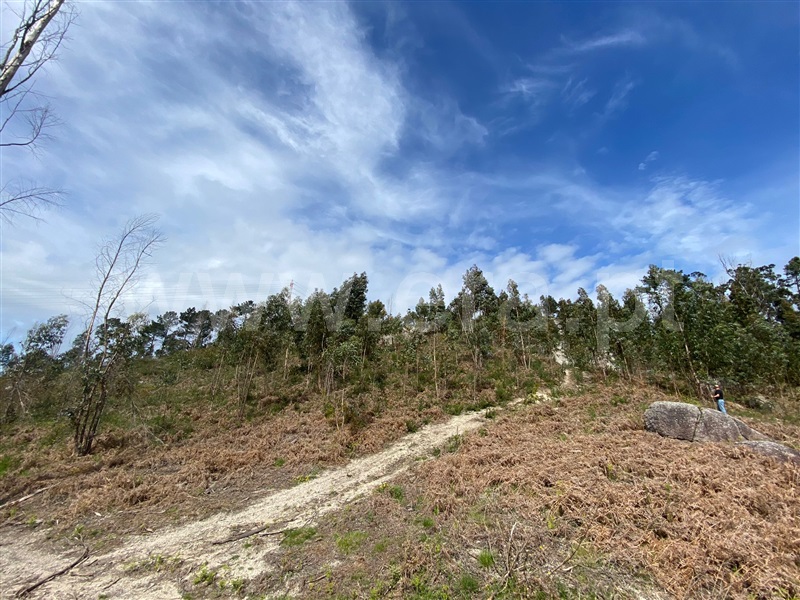 Terreno Rústico  Fafe, Silvares (São Martinho) - 1397879 - 6