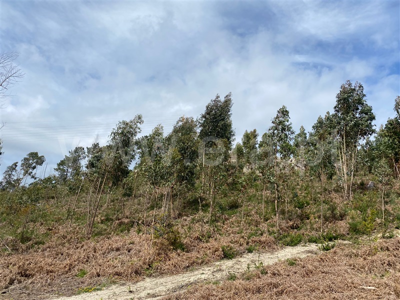 Terreno Rústico  Fafe, Silvares (São Martinho) - 1397879 - 7