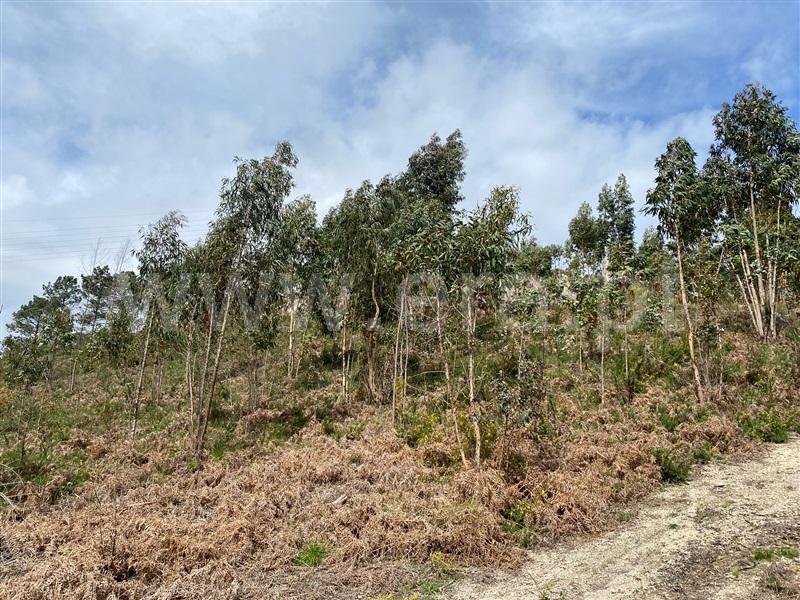Terreno Rústico  Fafe, Silvares (São Martinho) - 1397879 - 8