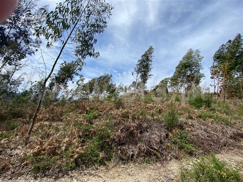 Terreno Rústico  Fafe, Silvares (São Martinho) - 1397879 - 9