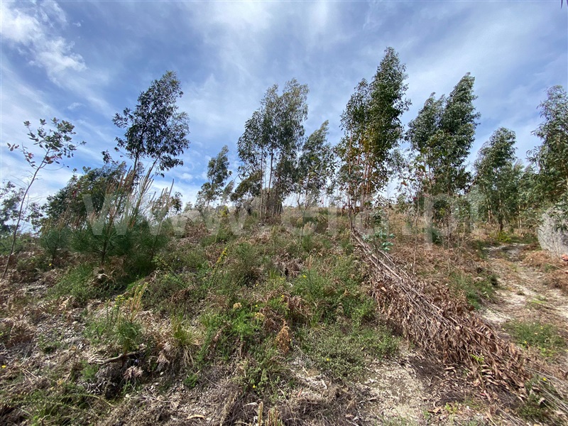 Terreno Rústico  Fafe, Silvares (São Martinho) - 1397879 - 10