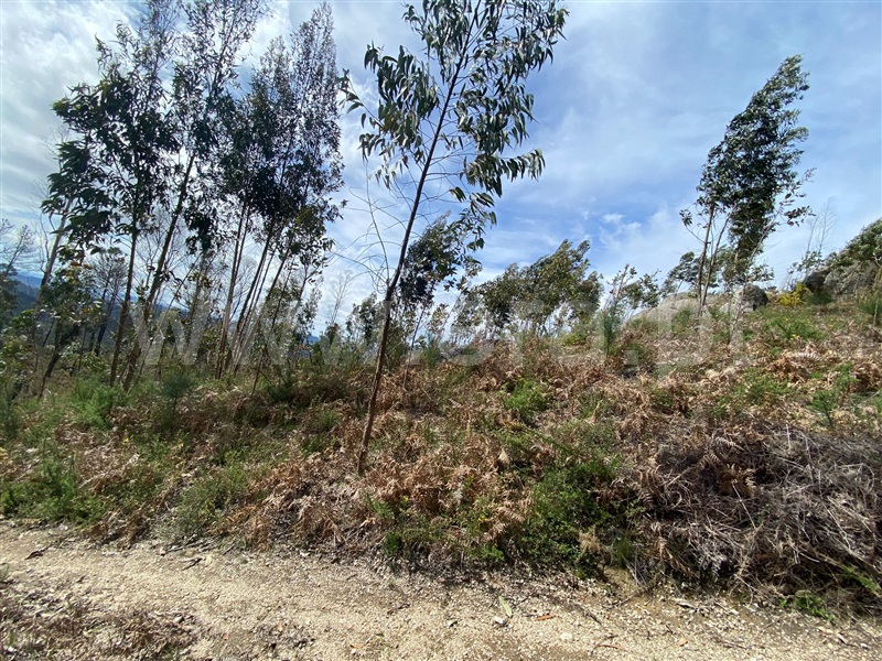 Terreno Rústico  Fafe, Silvares (São Martinho) - 1397879 - 11