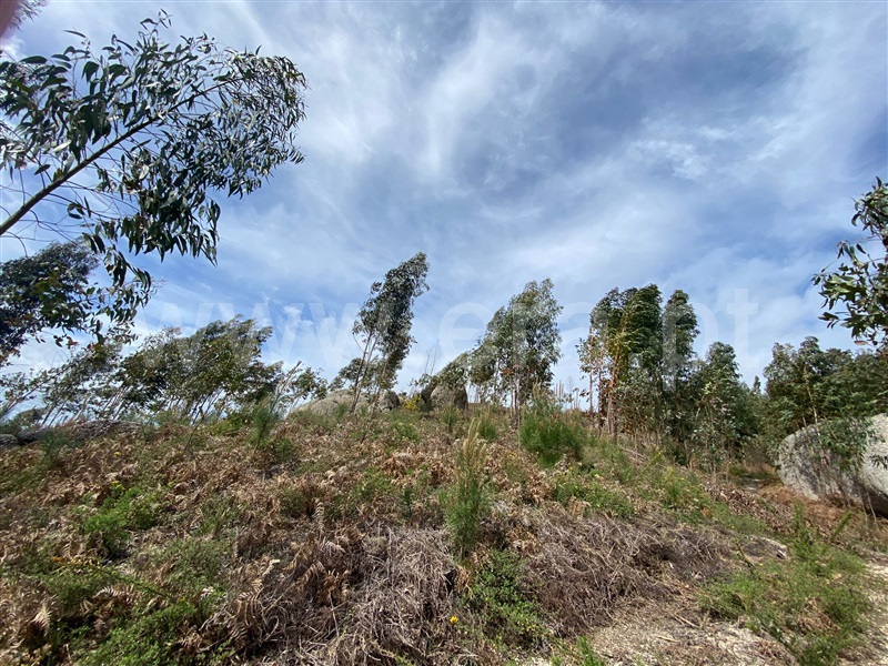 Terreno Rústico  Fafe, Silvares (São Martinho) - 1397879 - 12