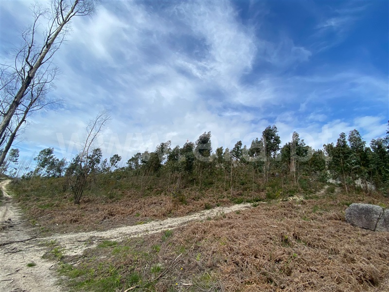 Terreno Rústico  Fafe, Silvares (São Martinho) - 1397879 - 13