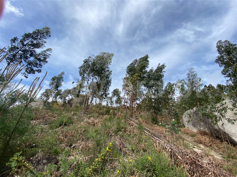 Terreno Rústico  Fafe, Silvares (São Martinho) - 1397879 - 14