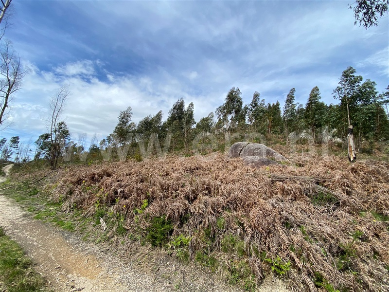 Terreno Rústico  Fafe, Silvares (São Martinho) - 1397879 - 15