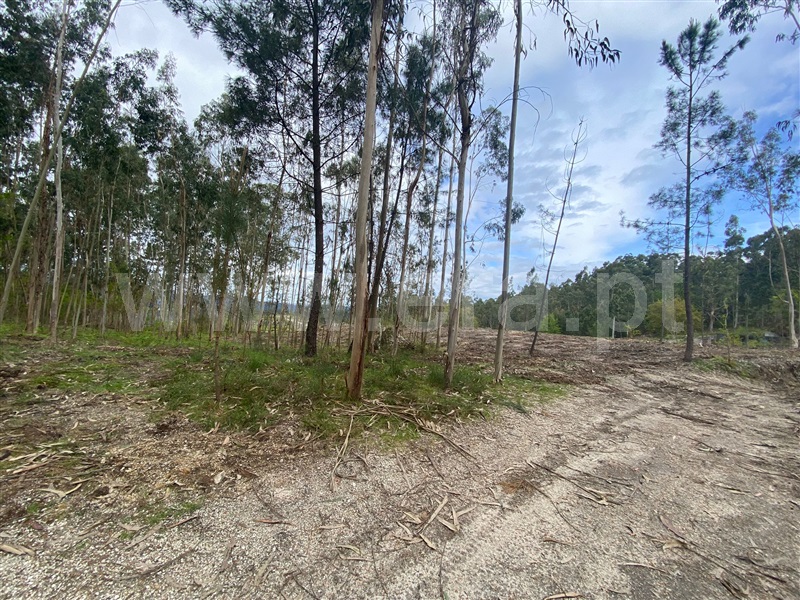 Terreno Rústico  Fafe, Silvares (São Martinho) - 1397886 - 1