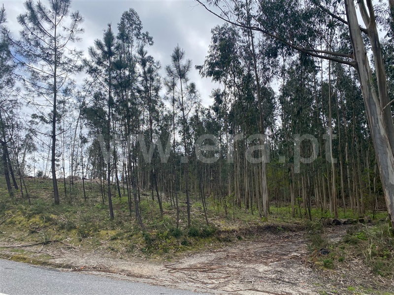 Terreno Rústico  Fafe, Silvares (São Martinho) - 1397886 - 2