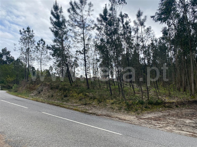 Terreno Rústico / Fafe, Silvares (São Martinho)