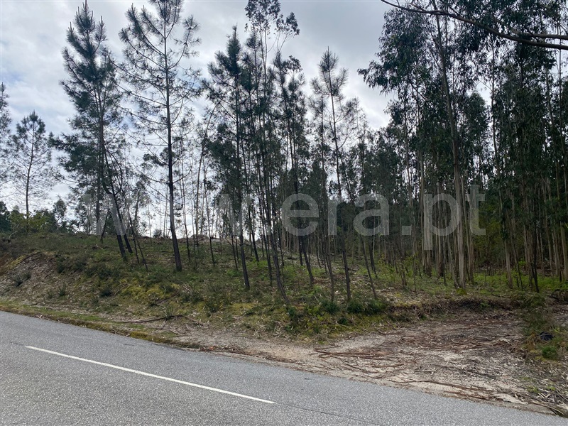 Terreno Rústico  Fafe, Silvares (São Martinho) - 1397886 - 4