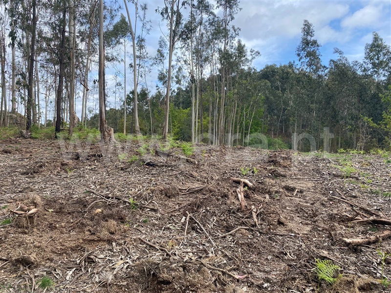 Terreno Rústico  Fafe, Silvares (São Martinho) - 1397886 - 5