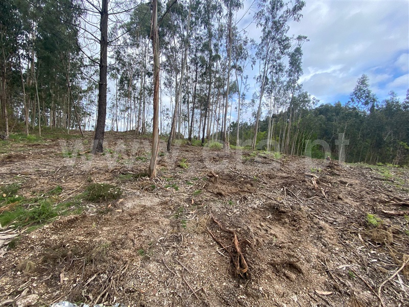Terreno Rústico  Fafe, Silvares (São Martinho) - 1397886 - 6