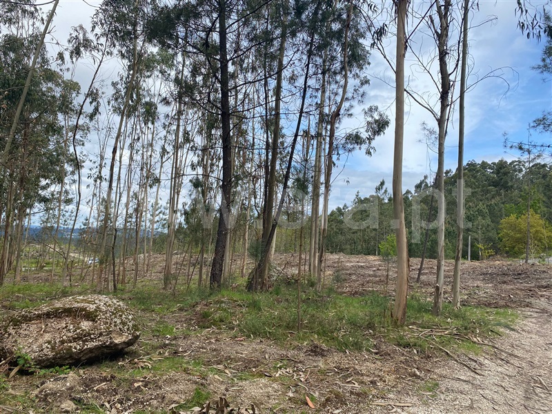Terreno Rústico  Fafe, Silvares (São Martinho) - 1397886 - 7