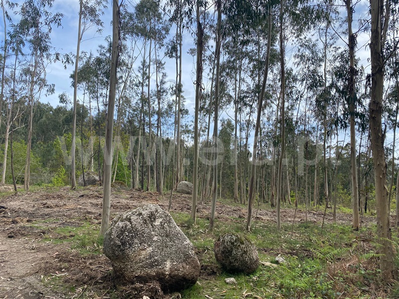Terreno Rústico  Fafe, Silvares (São Martinho) - 1397886 - 8