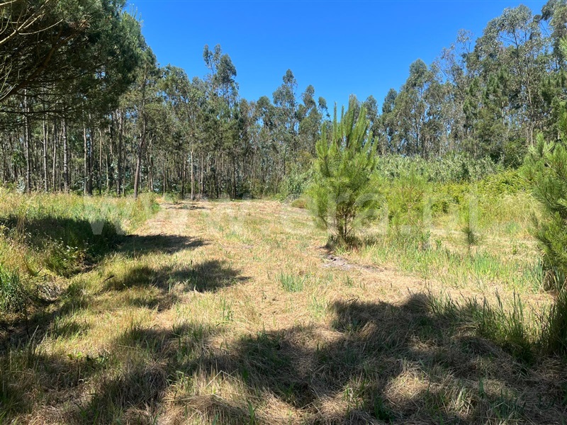 Lote  Figueira da Foz, Lavos - 1487199 - 2