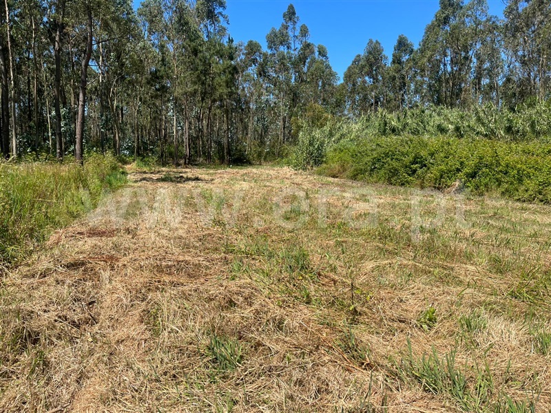 Lote  Figueira da Foz, Lavos - 1487199 - 6
