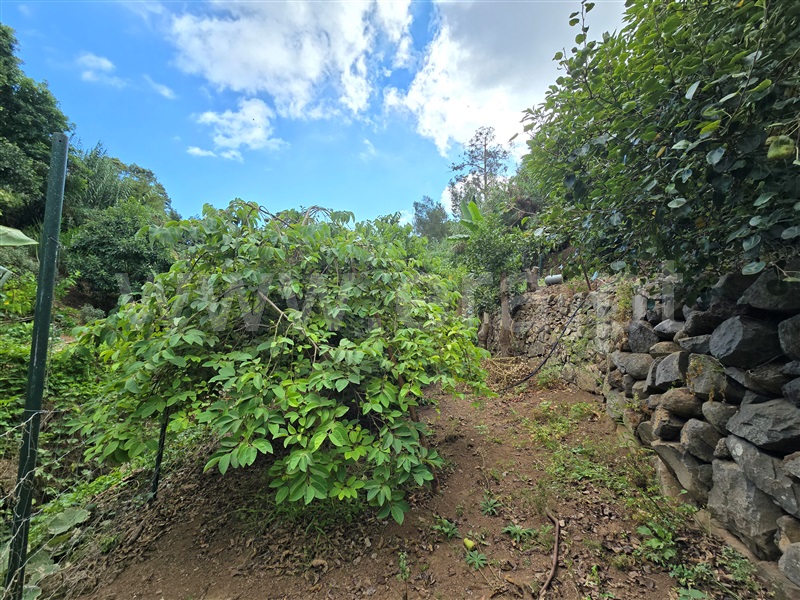 Terreno Rústico  Funchal, Santo António - 1513832 - 9