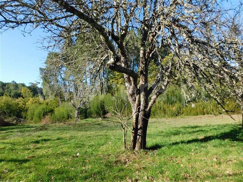 Terreno Rústico  com Agrícola Fundão, Alcaide - 1226937 - 5