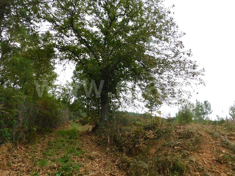 Quintinha  Fundão, Alcaide - 1356193 - 10