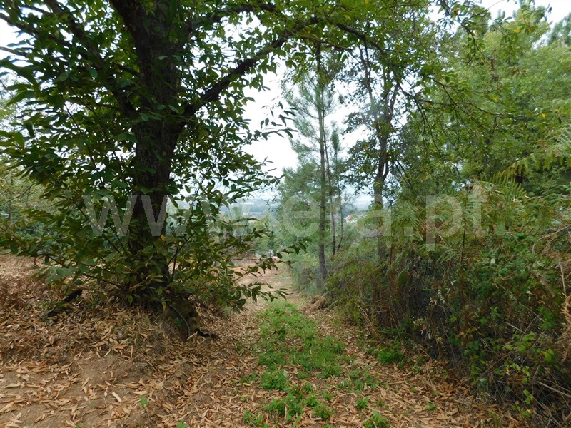 Quintinha  Fundão, Alcaide - 1356193 - 12