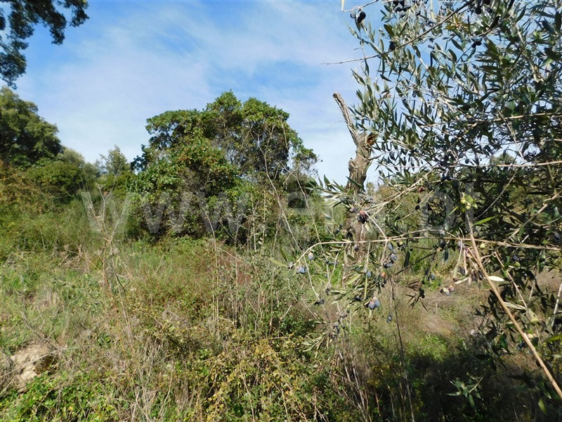 Terreno Rústico  com Agrícola Fundão, Pêro Viseu - 1213691 - 9