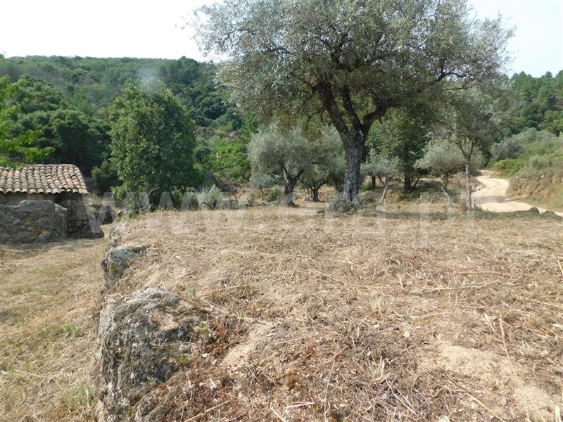 Terreno Rústico  Fundão, Vales Pêro Viseu - 1338220 - 6