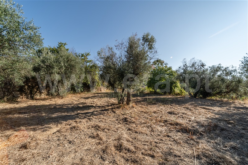 Terreno Rústico  Fundão, Pêro Viseu - 1502630 - 19
