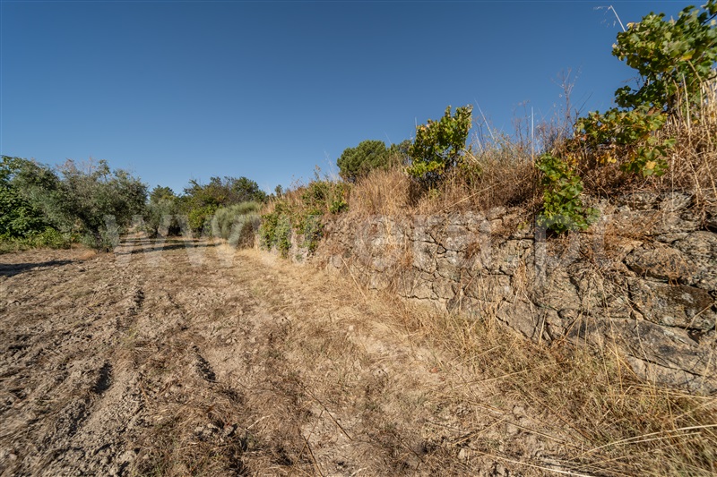 Terreno Rústico  Fundão, Pêro Viseu - 1502630 - 25