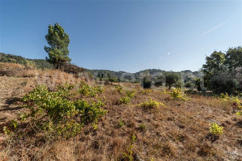 Terreno Rústico  Fundão, Pêro Viseu - 1502630 - 27