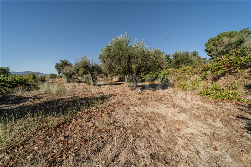 Terreno Rústico  Fundão, Pêro Viseu - 1502630 - 28