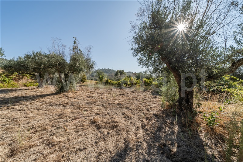 Terreno Rústico  Fundão, Pêro Viseu - 1502630 - 34