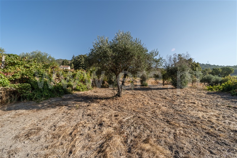 Terreno Rústico  Fundão, Pêro Viseu - 1502630 - 37