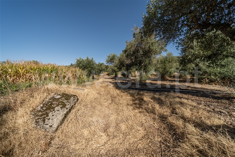 Terreno Rústico  Fundão, Pêro Viseu - 1502630 - 43