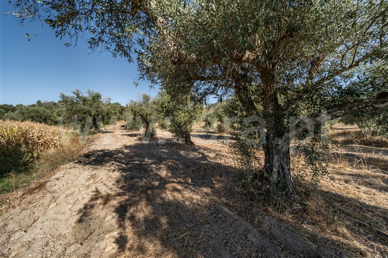 Terreno Rústico  Fundão, Pêro Viseu - 1502630 - 44