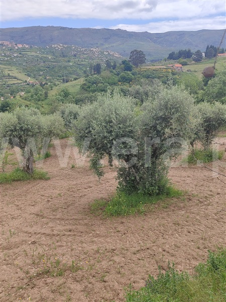Terreno Rústico  Gouveia, Figueiró da Serra e Freixo da Serra - 1485348 - 7