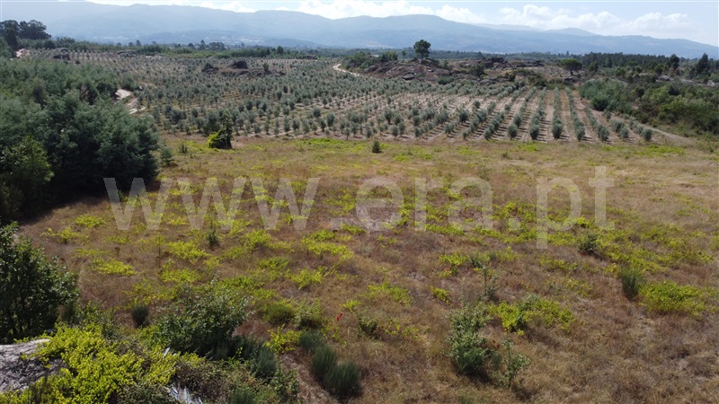 Terreno Rústico  Gouveia, Moimenta da Serra e Vinhó - 1338527 - 3