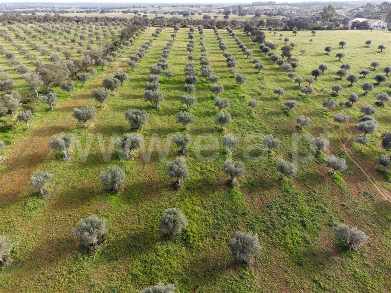 Terreno Rústico  Grândola, Azinheira dos Barros e São Mamede do Sádão - 1309130 - 4