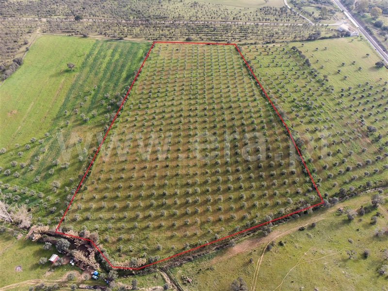 Terreno Rústico  Grândola, Azinheira dos Barros e São Mamede do Sádão - 1309130 - 9