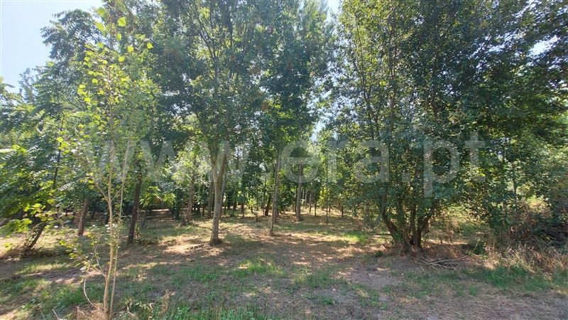 Terreno Rústico  Guimarães, Abação e Gémeos - 1265591 - 3