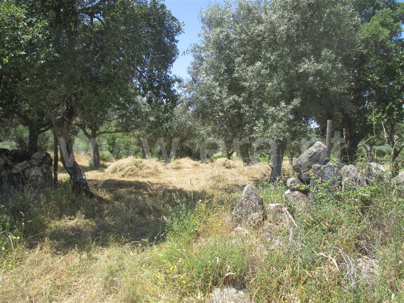 Terreno Rústico  Idanha-a-Nova, Aldeia de Santa Margarida - 1092339 - 3