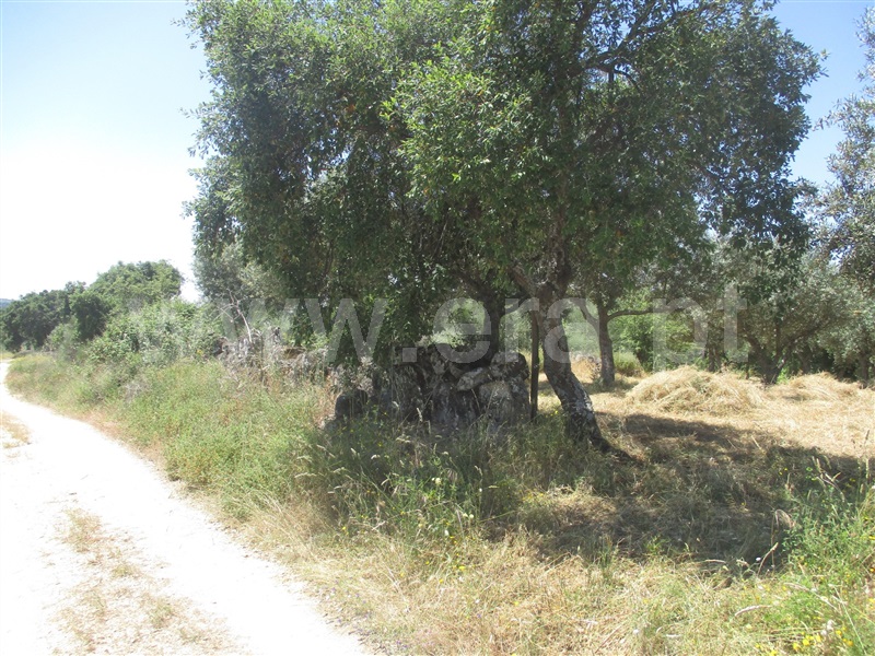 Terreno Rústico  Idanha-a-Nova, Aldeia de Santa Margarida - 1092339 - 2