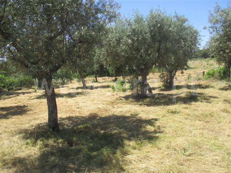 Terreno Rústico  Idanha-a-Nova, Aldeia de Santa Margarida - 1092339 - 5