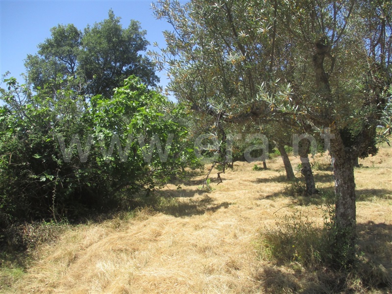 Terreno Rústico  Idanha-a-Nova, Aldeia de Santa Margarida - 1092339 - 6