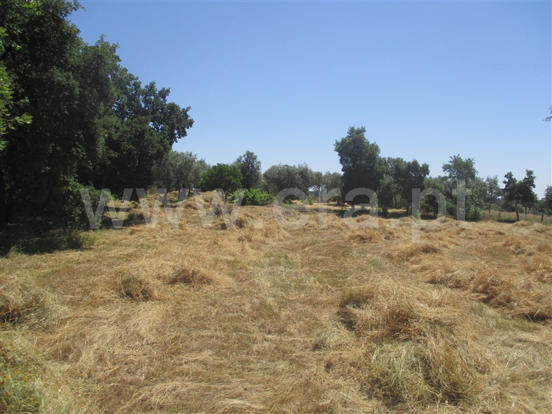 Terreno Rústico  Idanha-a-Nova, Aldeia de Santa Margarida - 1092339 - 8