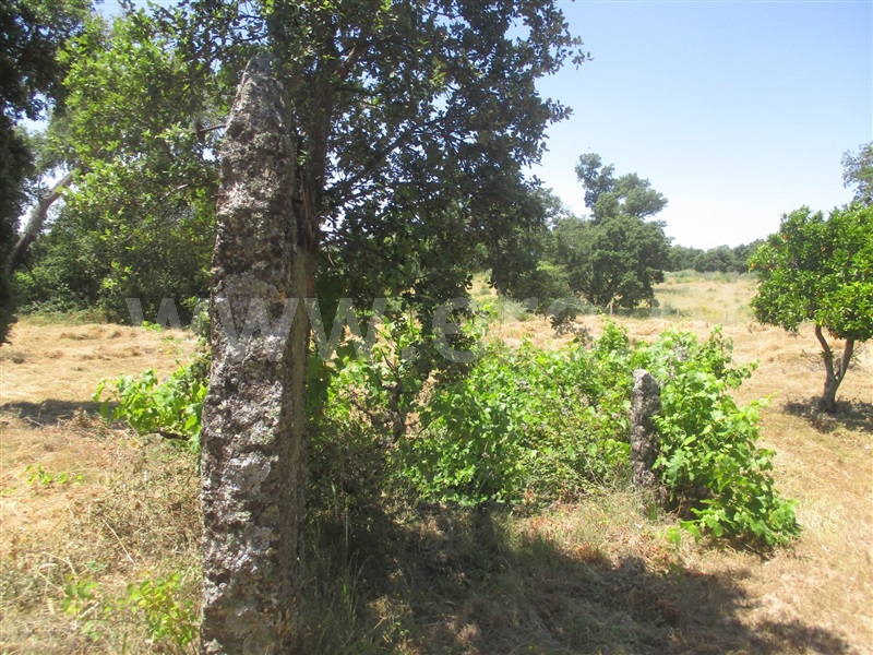 Terreno Rústico  Idanha-a-Nova, Aldeia de Santa Margarida - 1092339 - 11
