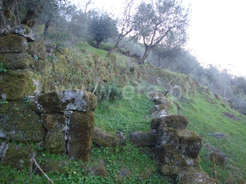 Terreno Rústico / Idanha-a-Nova, Monsanto