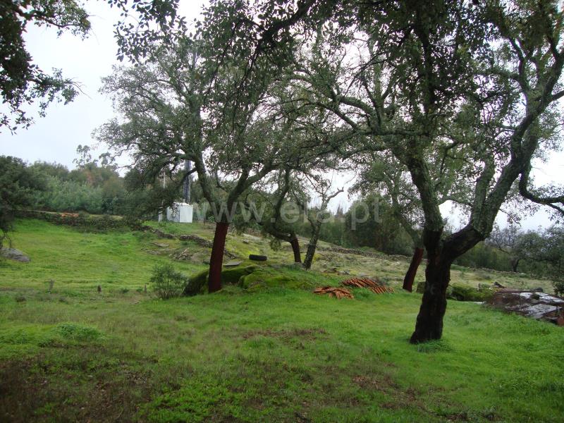 Terreno Rústico  Idanha-a-Nova, Monsanto - 710400 - 5