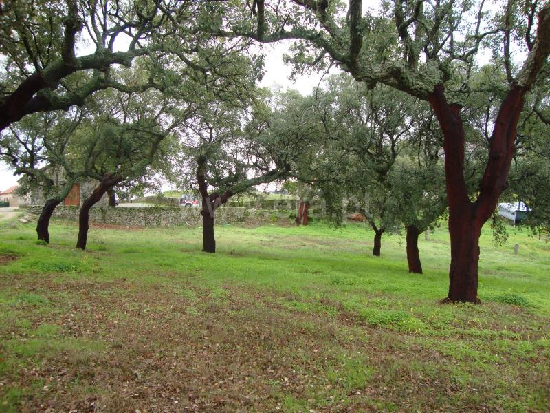 Terreno Rústico  Idanha-a-Nova, Monsanto - 710400 - 6