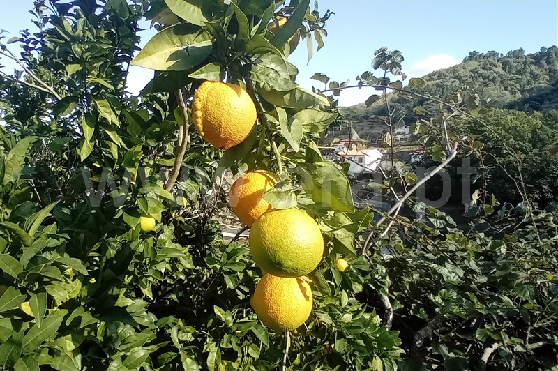 Terreno com ruina T0 Lamego, Avões - 1461059 - 10